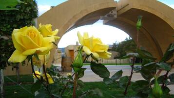 A yellow rose in a garden with a stone archway in the background.