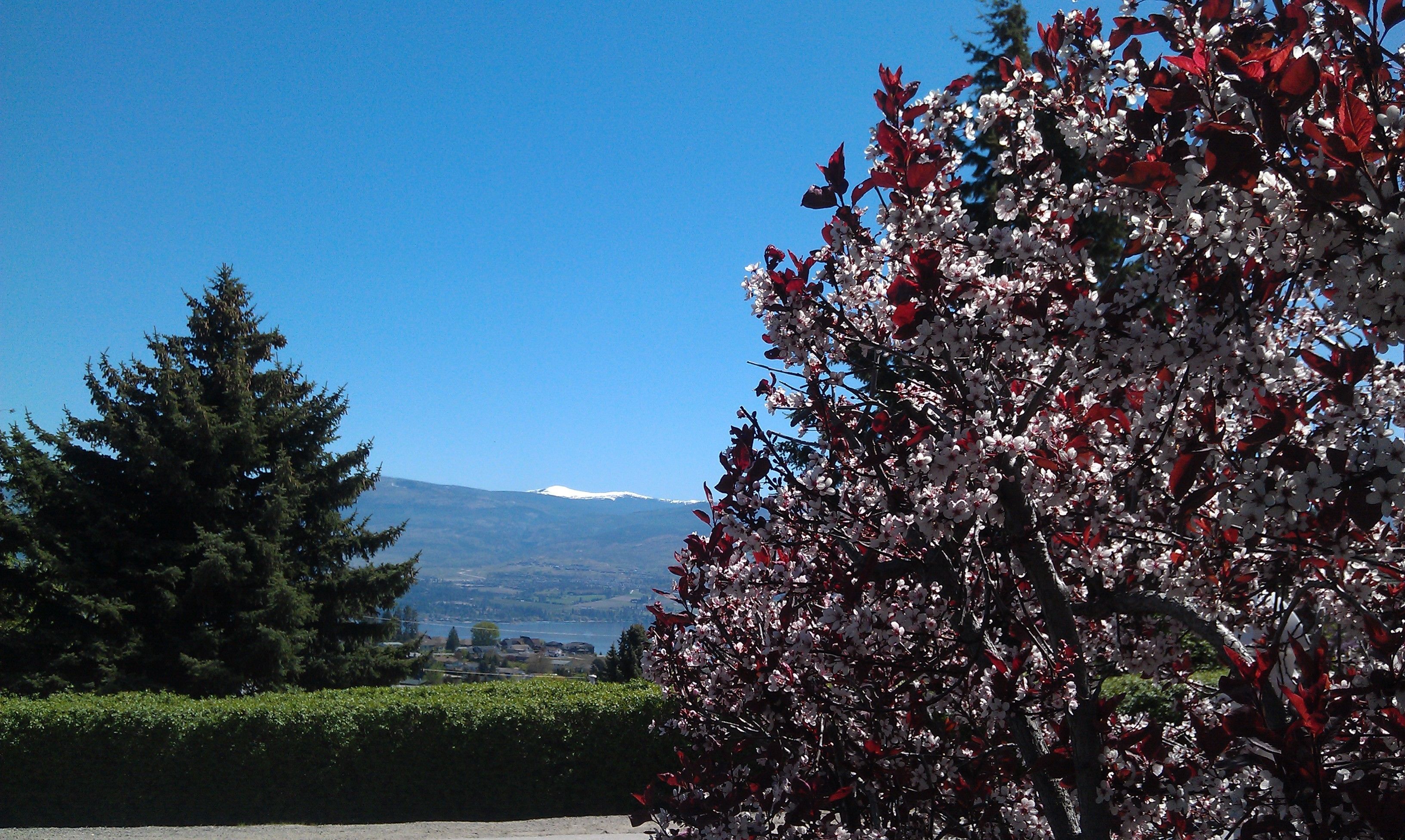 Un paisaje con una montaña al fondo, un árbol de hojas rojas y un cielo azul despejado.