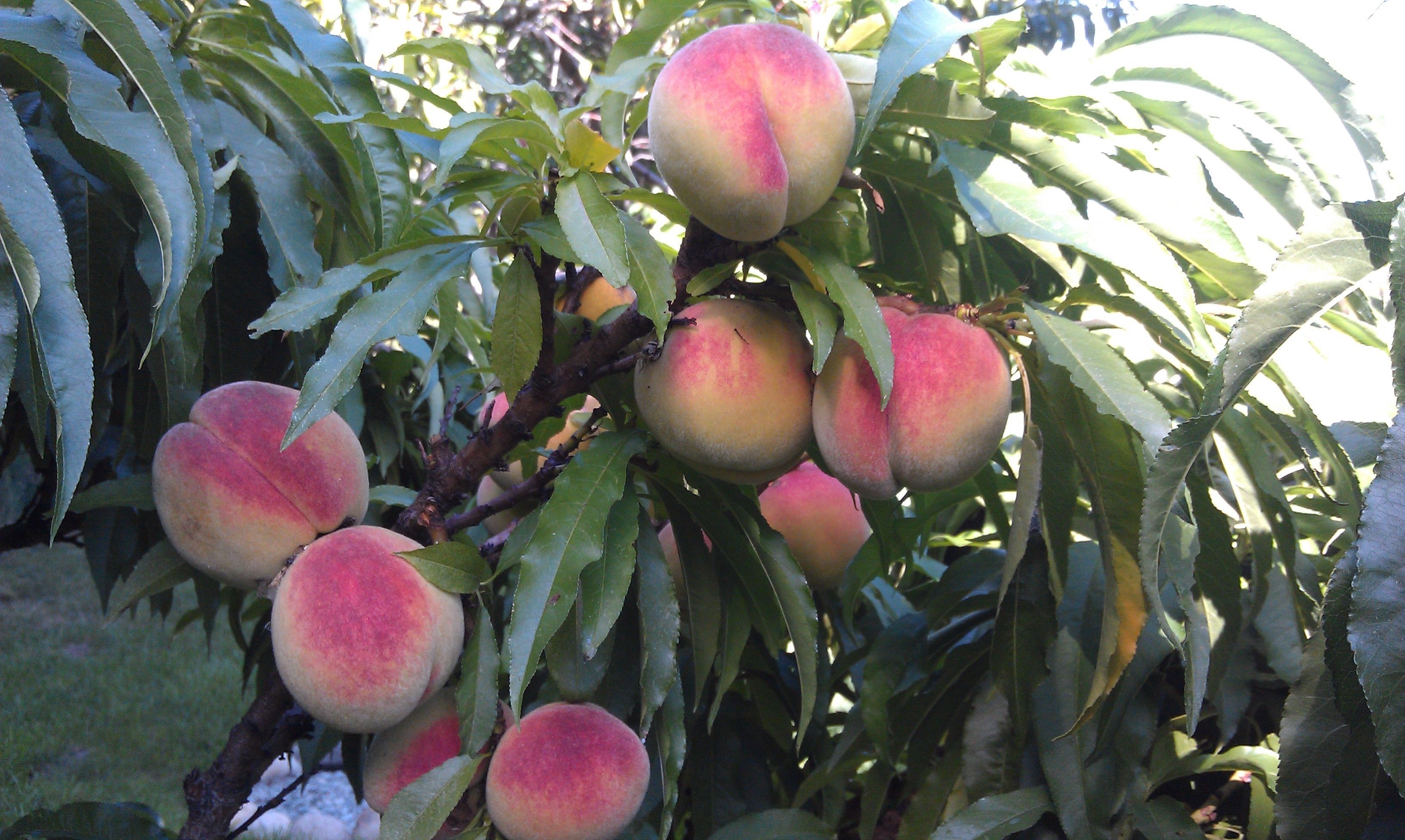 A peach tree with ripe peaches.
