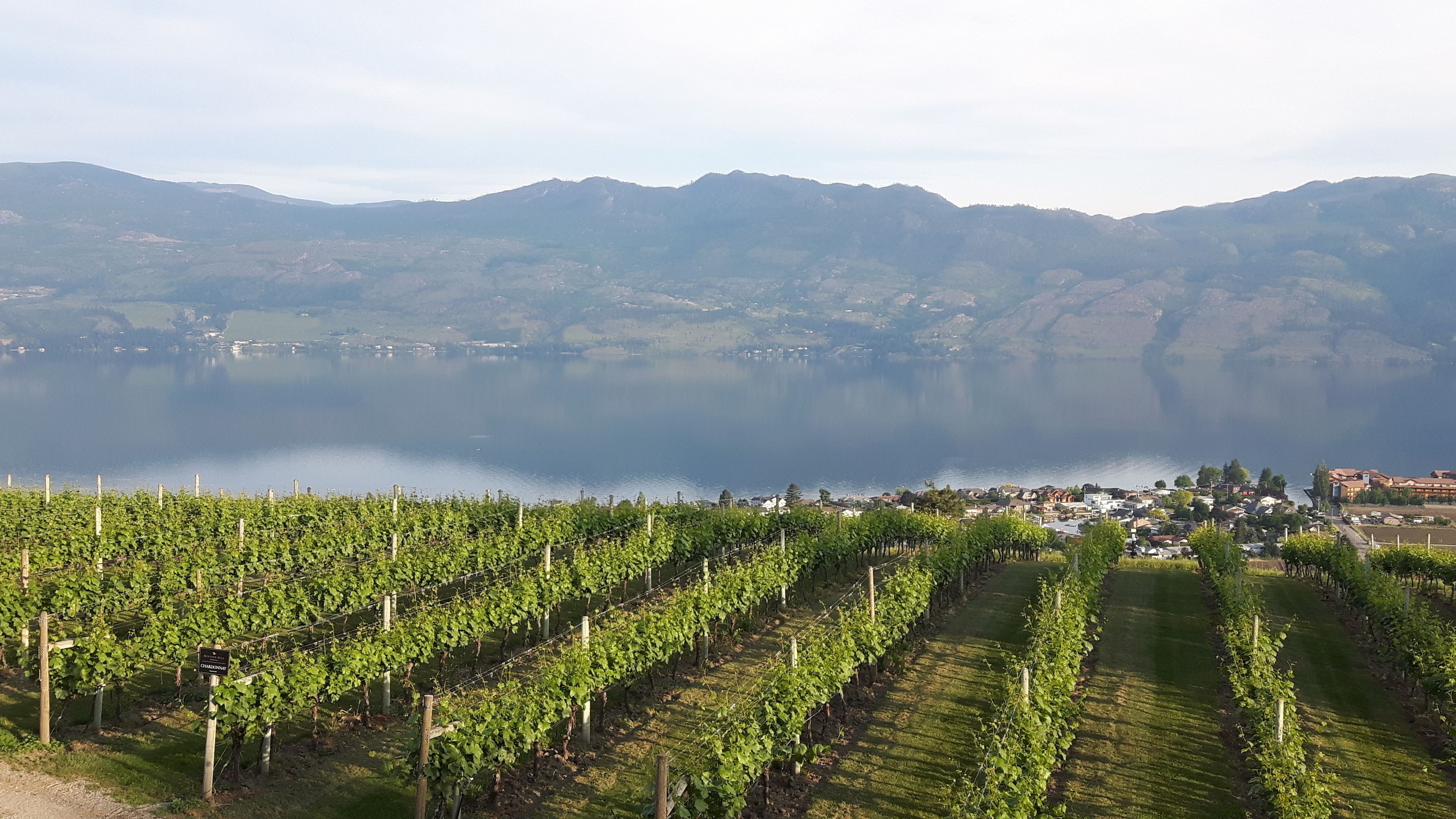 A vineyard with rows of grapevines and a town in the background.