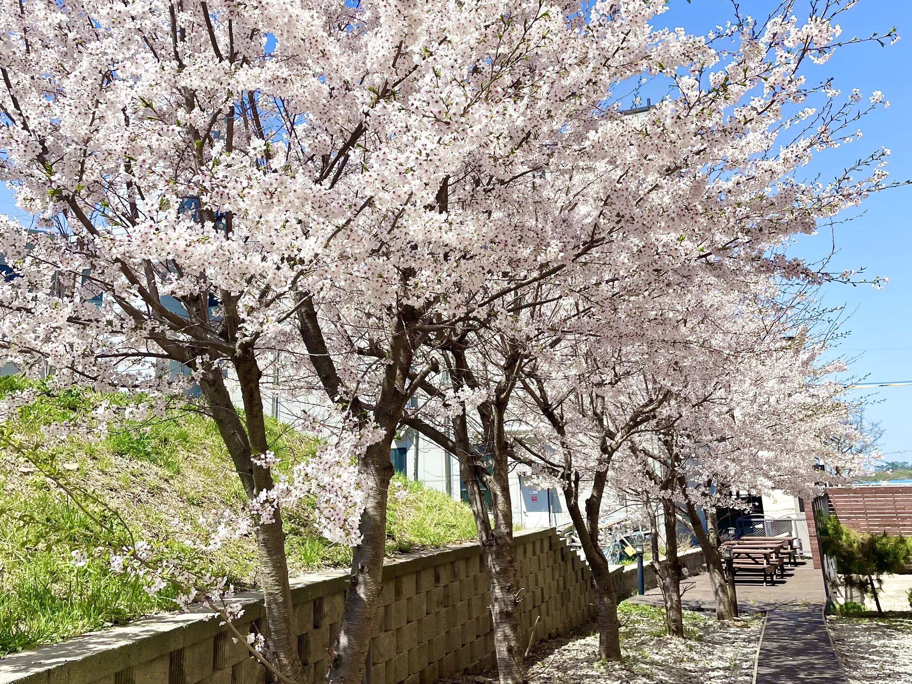 A pathway lined with cherry blossom trees, a brick wall, and a row of benches.