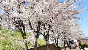 A pathway lined with cherry blossom trees, a brick wall, and a row of benches.