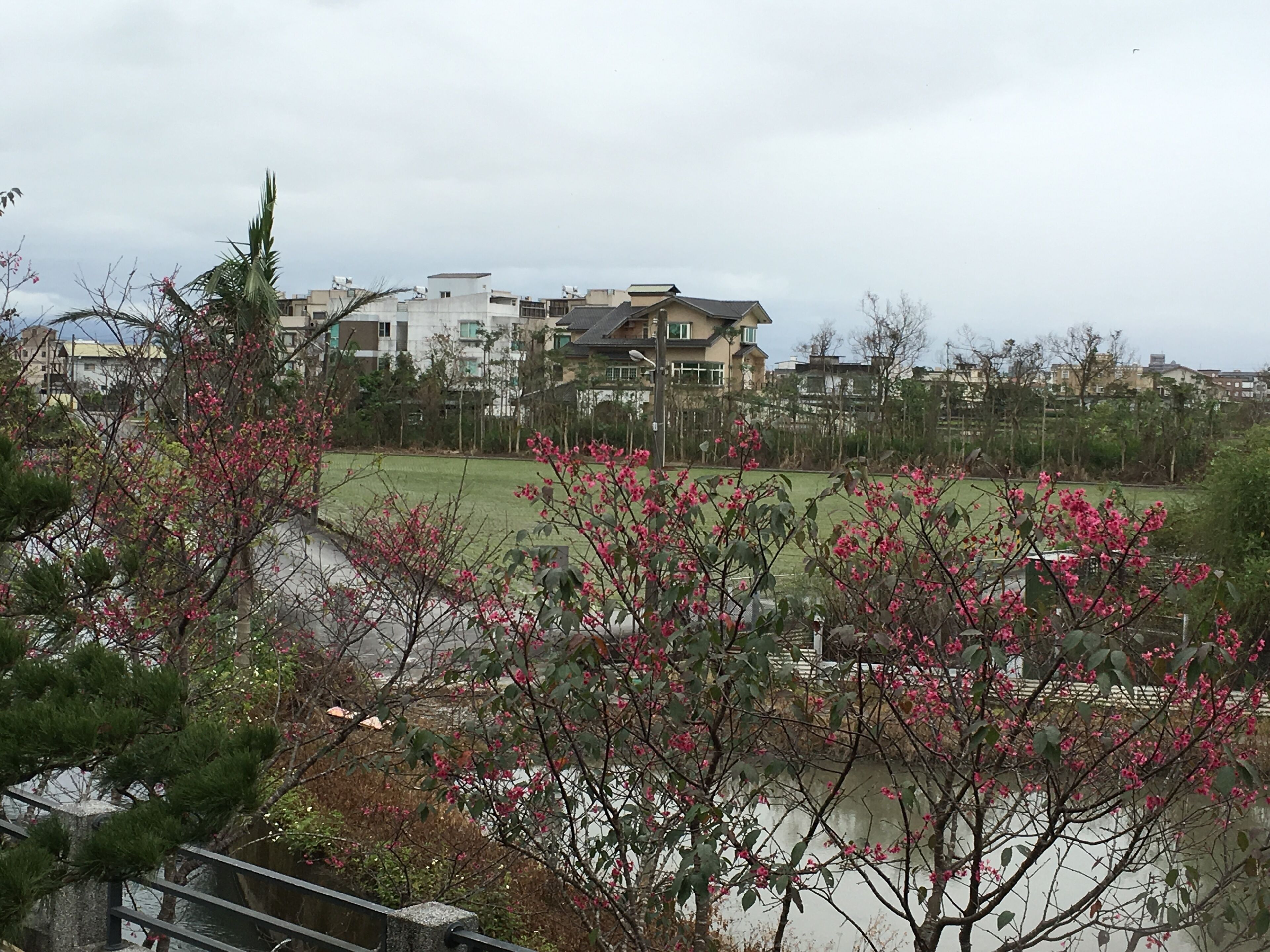 A residential area with houses, a grassy field, and blooming trees.