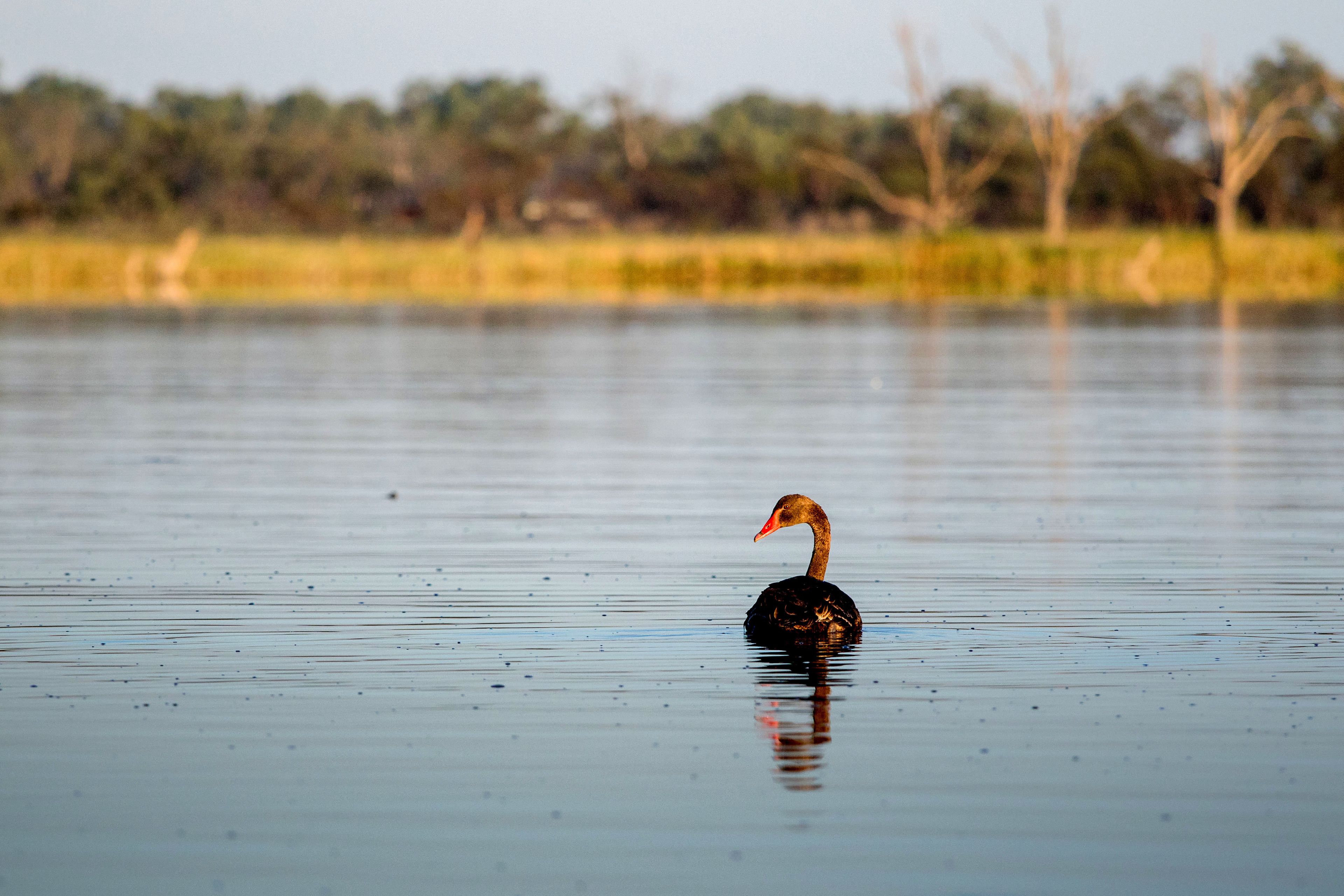 A single swan on calm water with a blurred background of trees and grass.