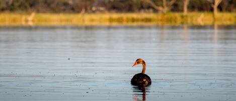 A single swan on calm water with a blurred background of trees and grass.