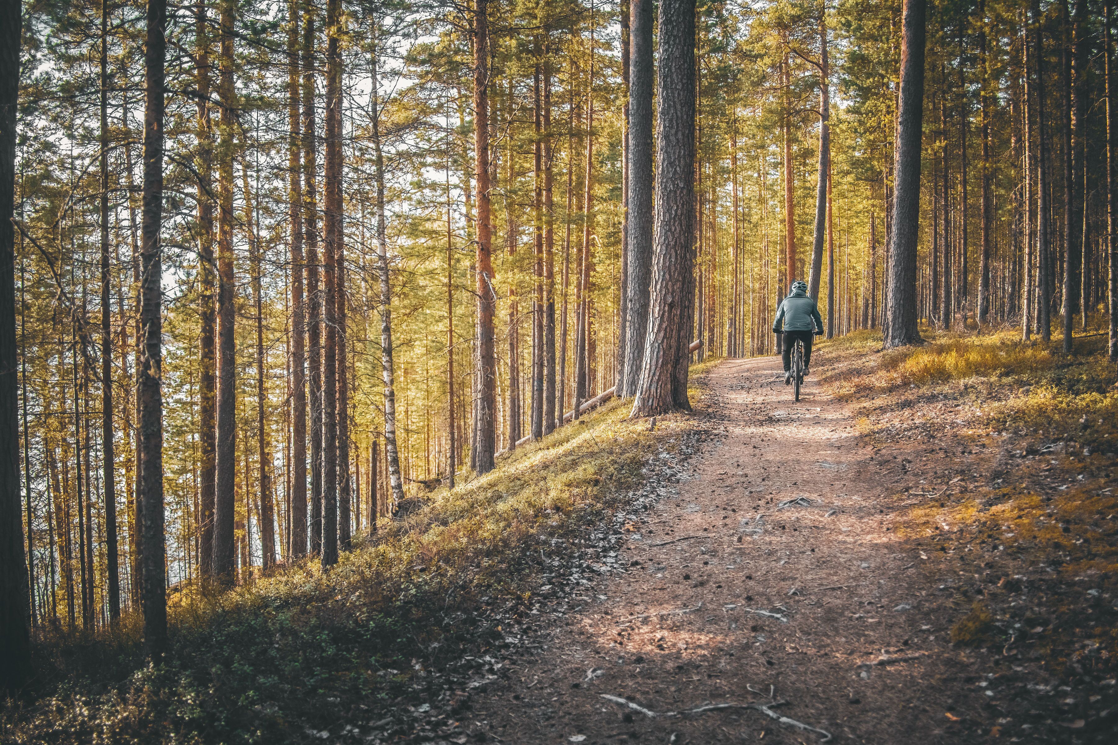 A forest path with a cyclist.