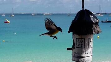 On the beach, white sand, beach bar, motor boating