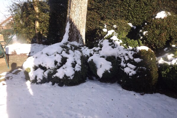 Un arbusto cubierto de nieve con el tronco de un árbol al fondo.