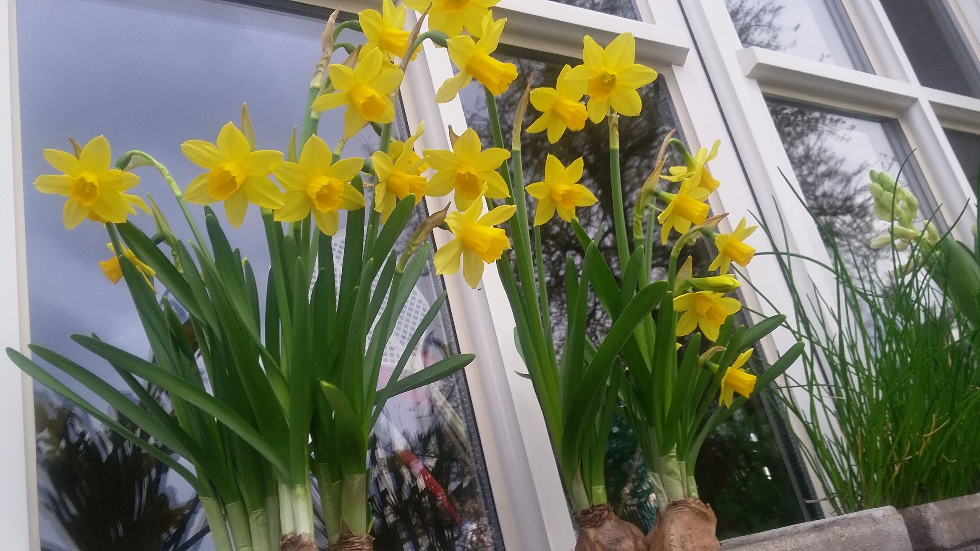 Une rangée de jonquilles jaunes devant un bâtiment doté de grandes fenêtres.