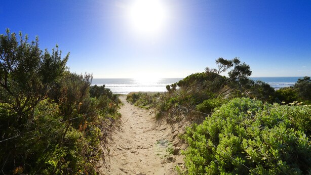 A sandy path leading to a beach with dense greenery on both sides.