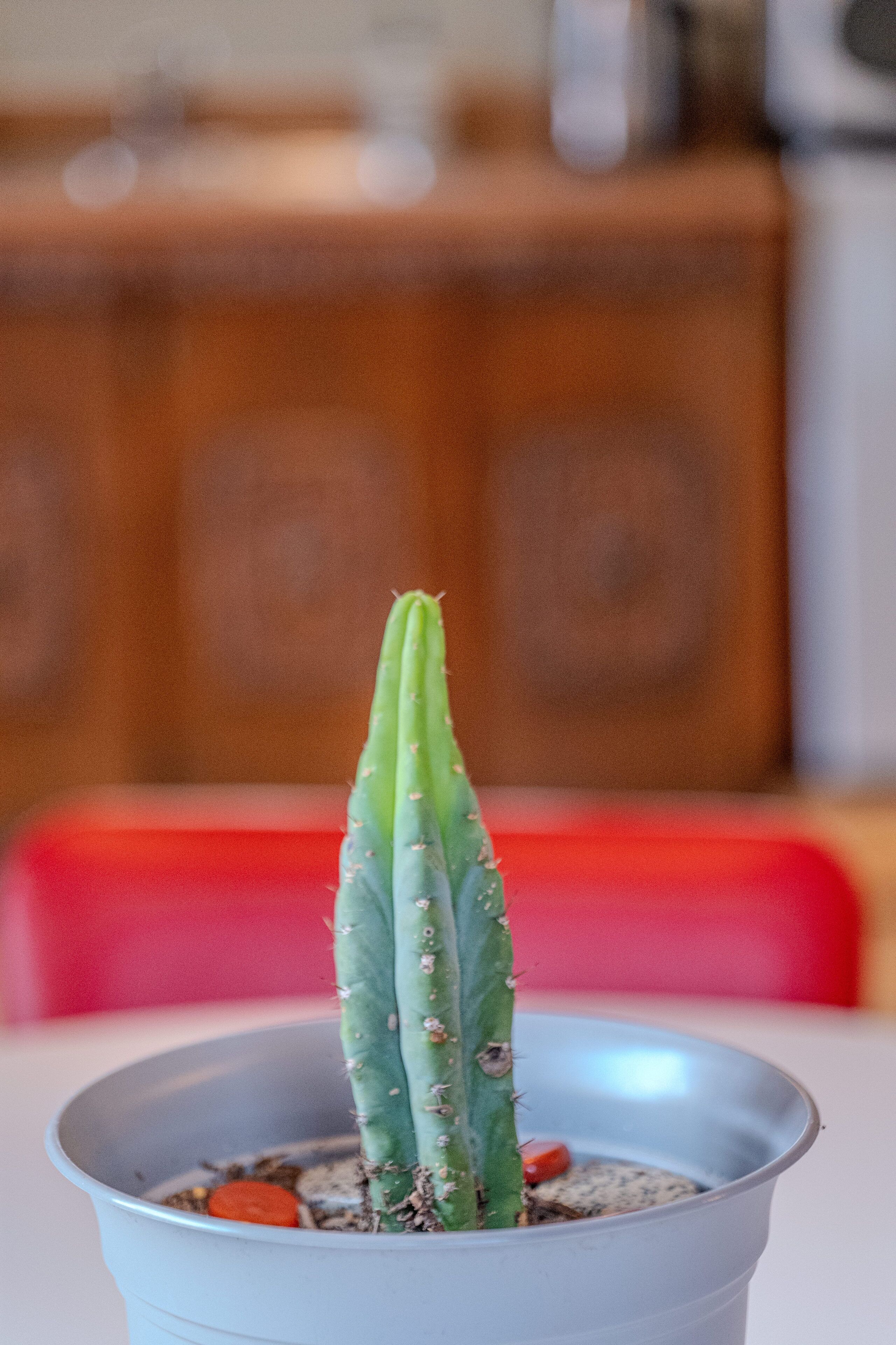Un cactus en maceta con un aparador de madera y una silla roja al fondo.