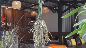 Una planta de orquídea colgante en una maceta suspendida, una planta en maceta con hojas largas y un banco de mimbre con cojines coloridos.