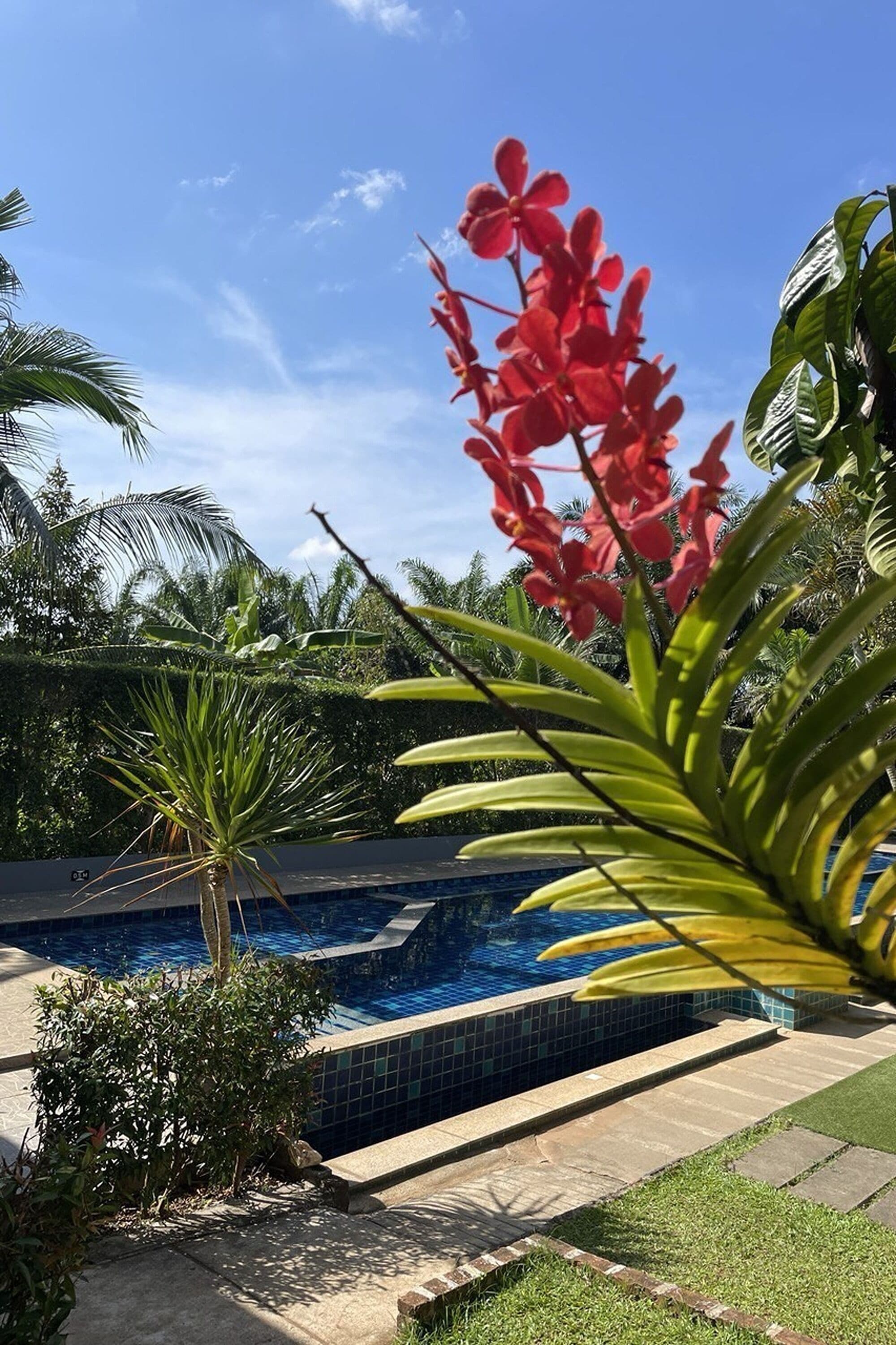 Una piscina rodeada de plantas tropicales y palmeras.