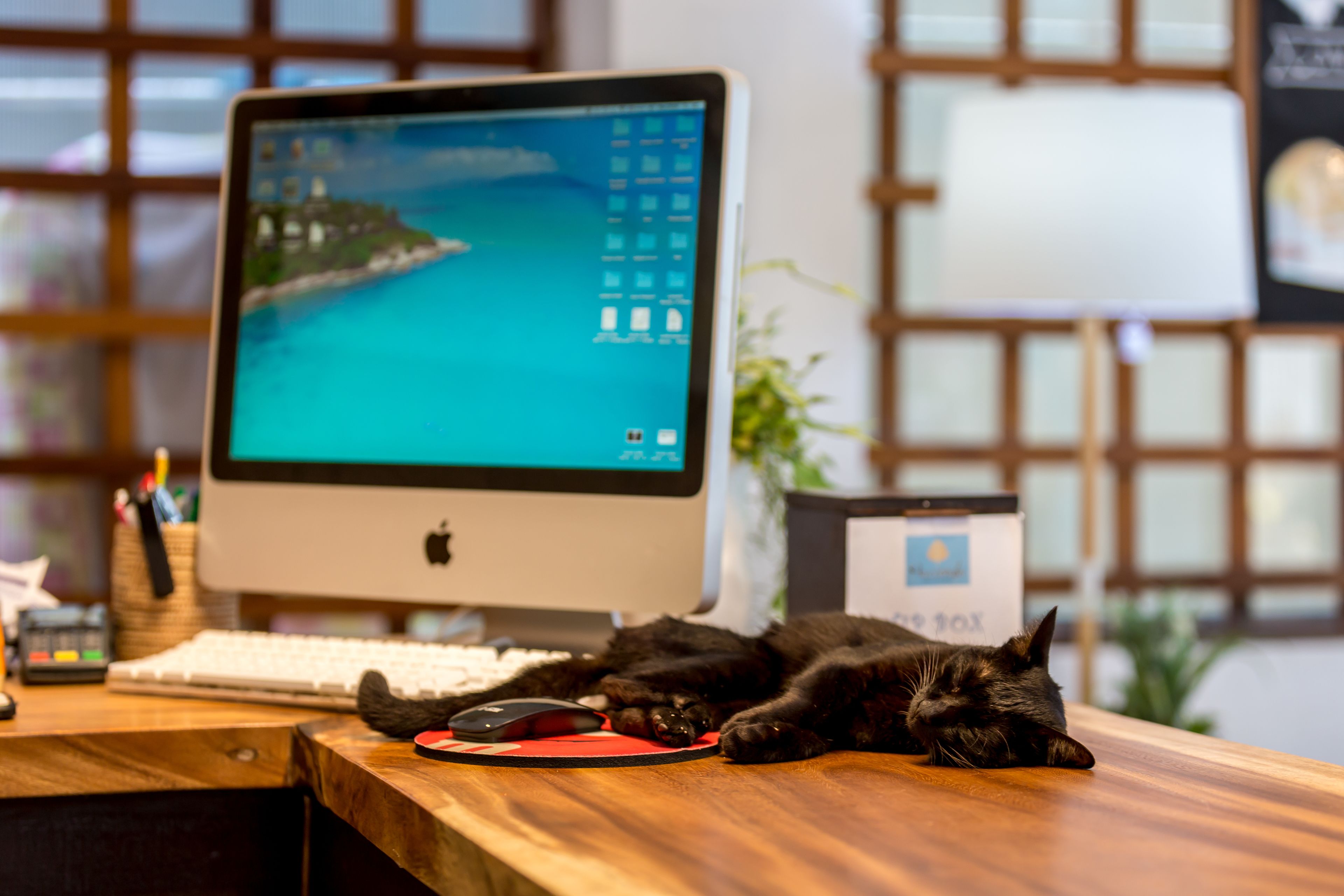 Un bureau en bois sur lequel se trouve un écran d’ordinateur affichant un fond d’écran, un clavier, une souris et un chat allongé sur le bureau.