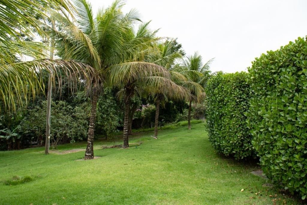 A pathway flanked by palm trees and a neatly trimmed hedge.