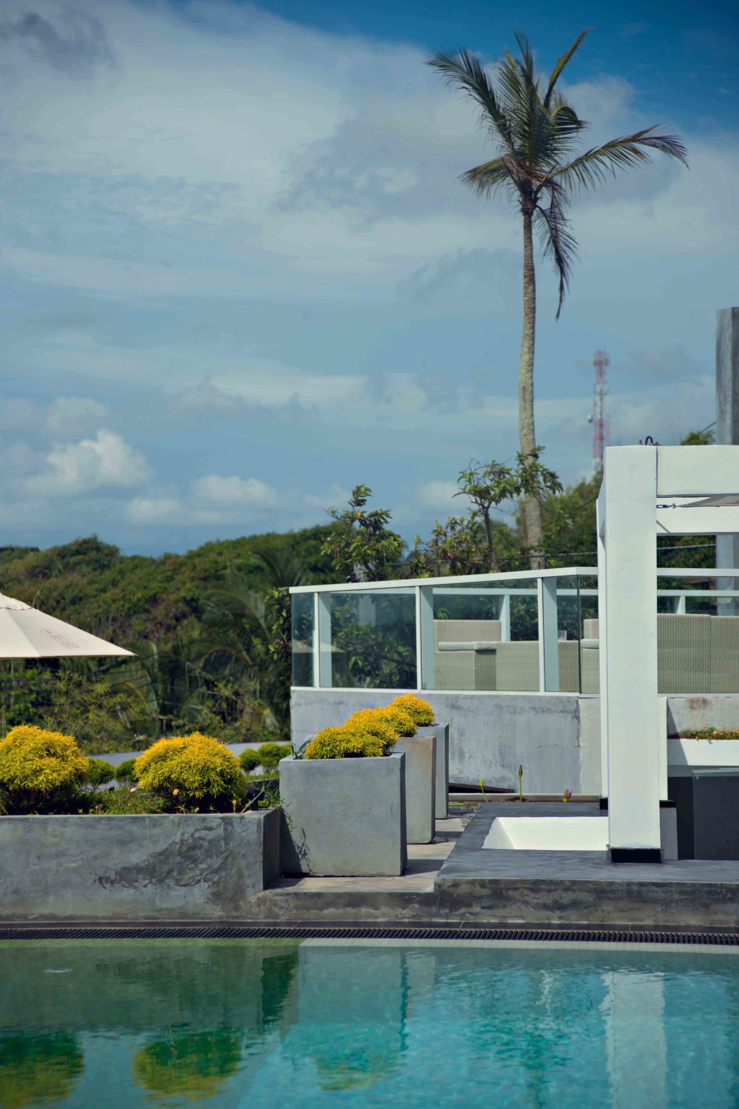 A modern pool area with a clear view of a palm tree and lush greenery in the background.