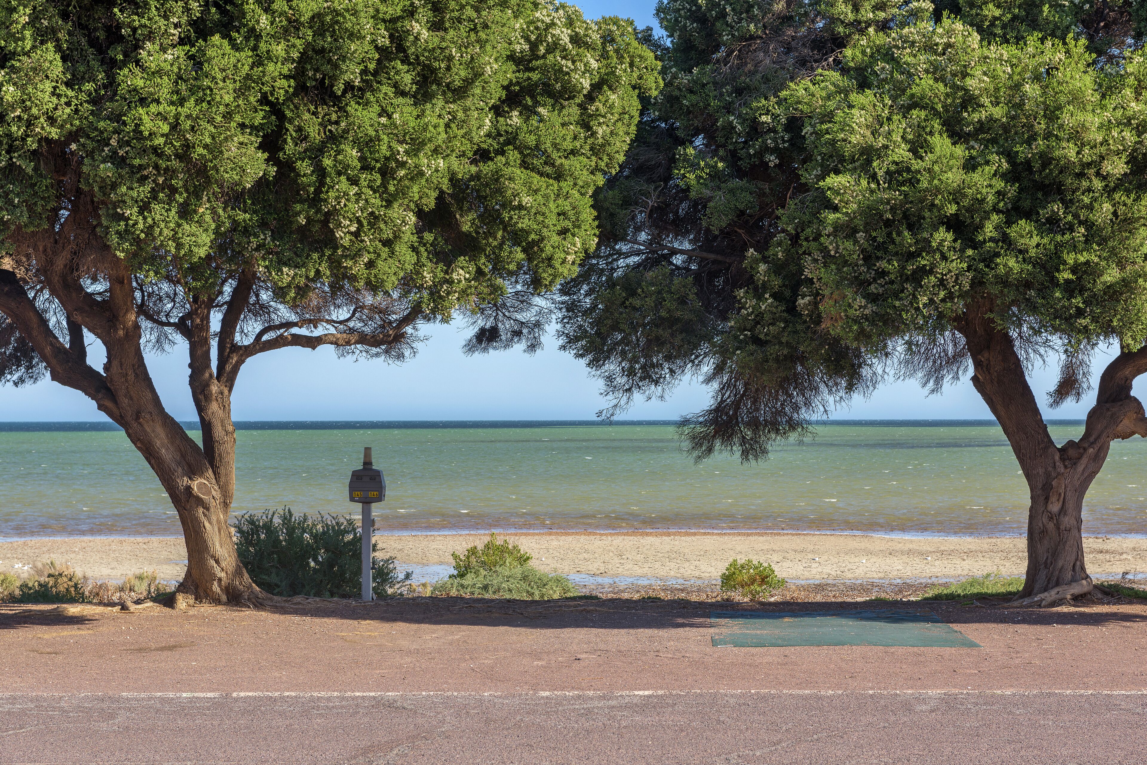 A beach with two large trees and a clear view of the sea.