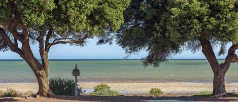 A beach with two large trees and a clear view of the sea.