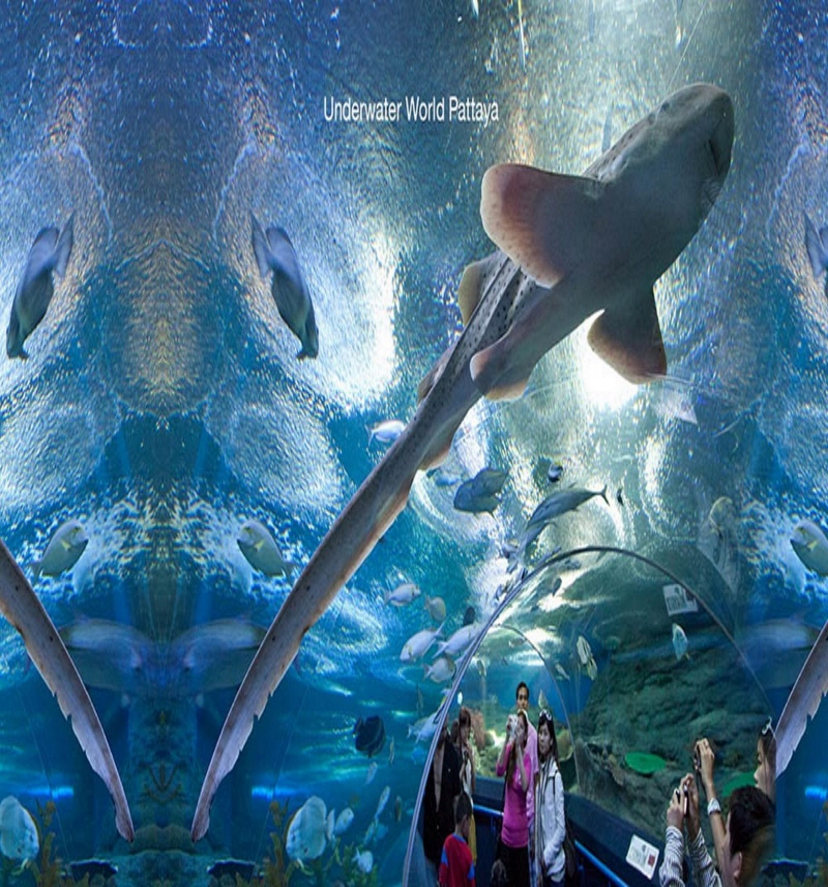 Un aquarium abritant un grand requin et diverses espèces de poissons, dont une raie manta.