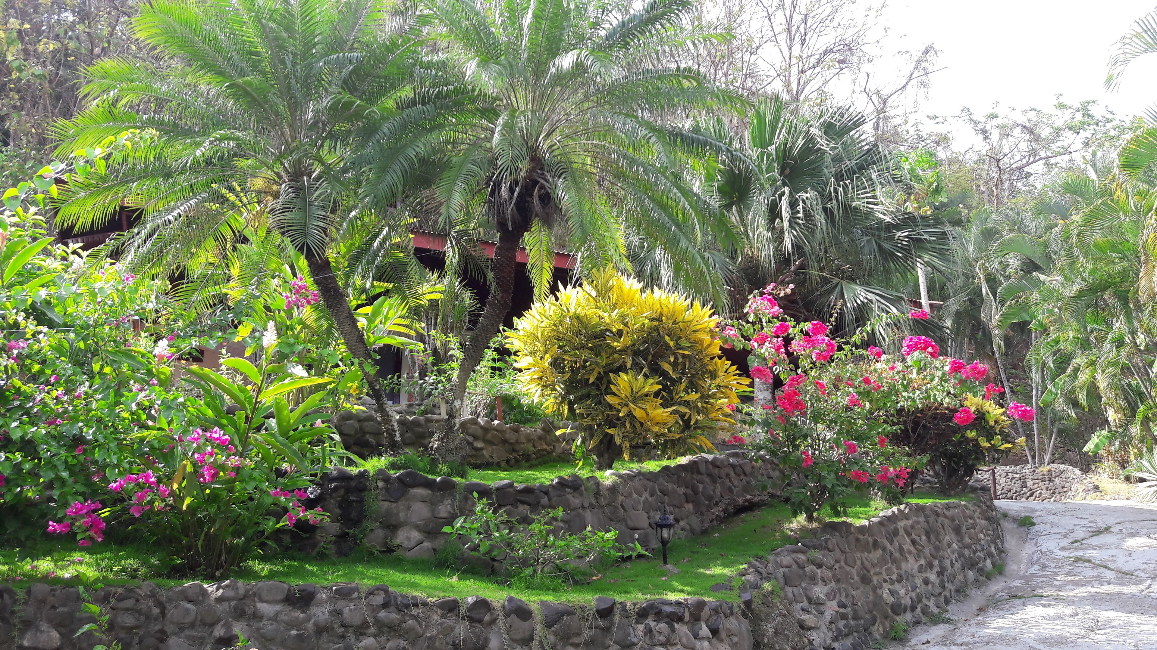 Un jardín con diversas plantas y un muro de piedra.
