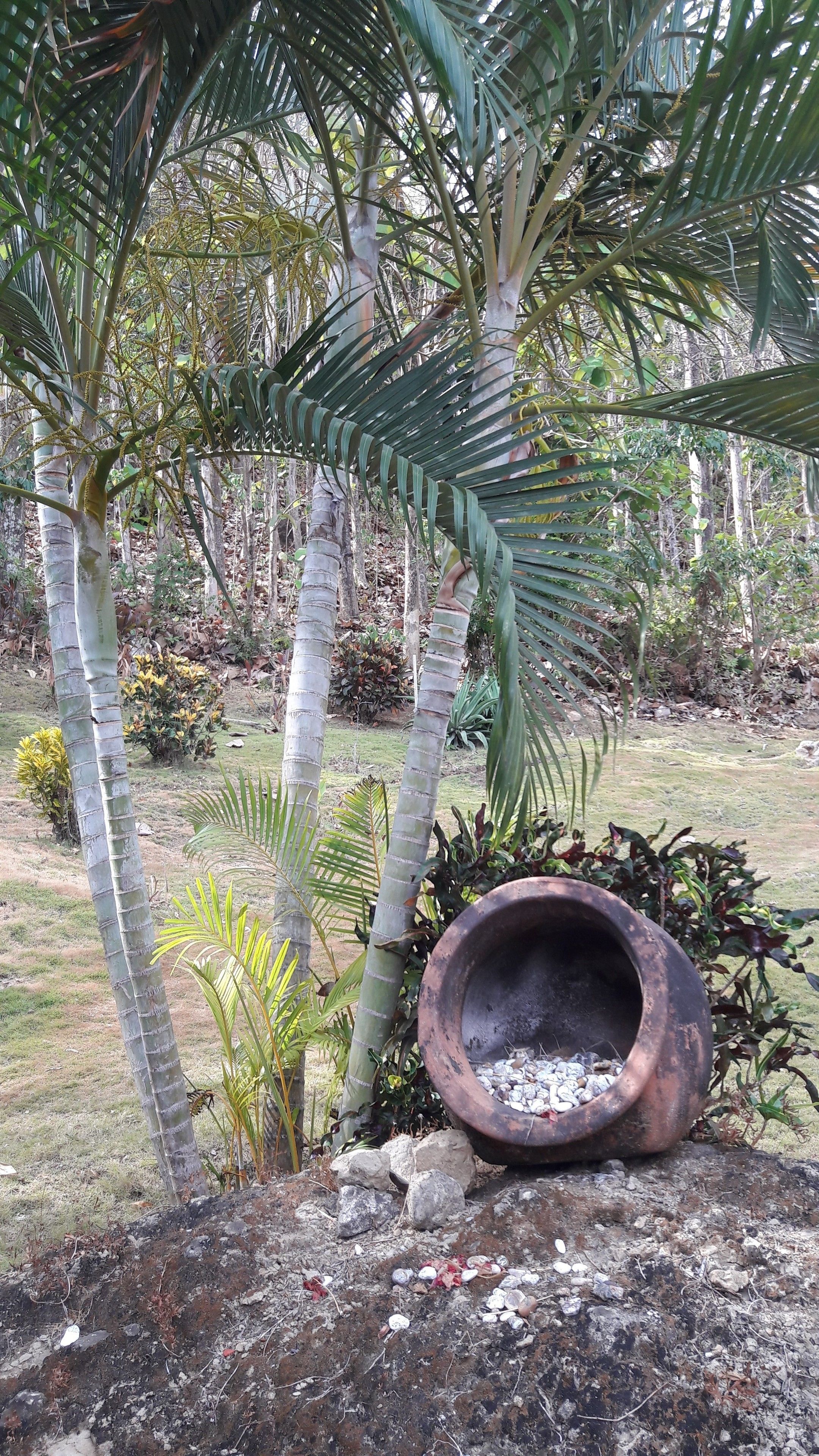 A garden with palm trees, a large terracotta pot, and a grassy area.