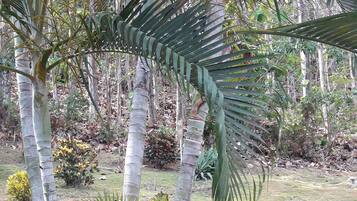 A garden with palm trees, a large terracotta pot, and a grassy area.