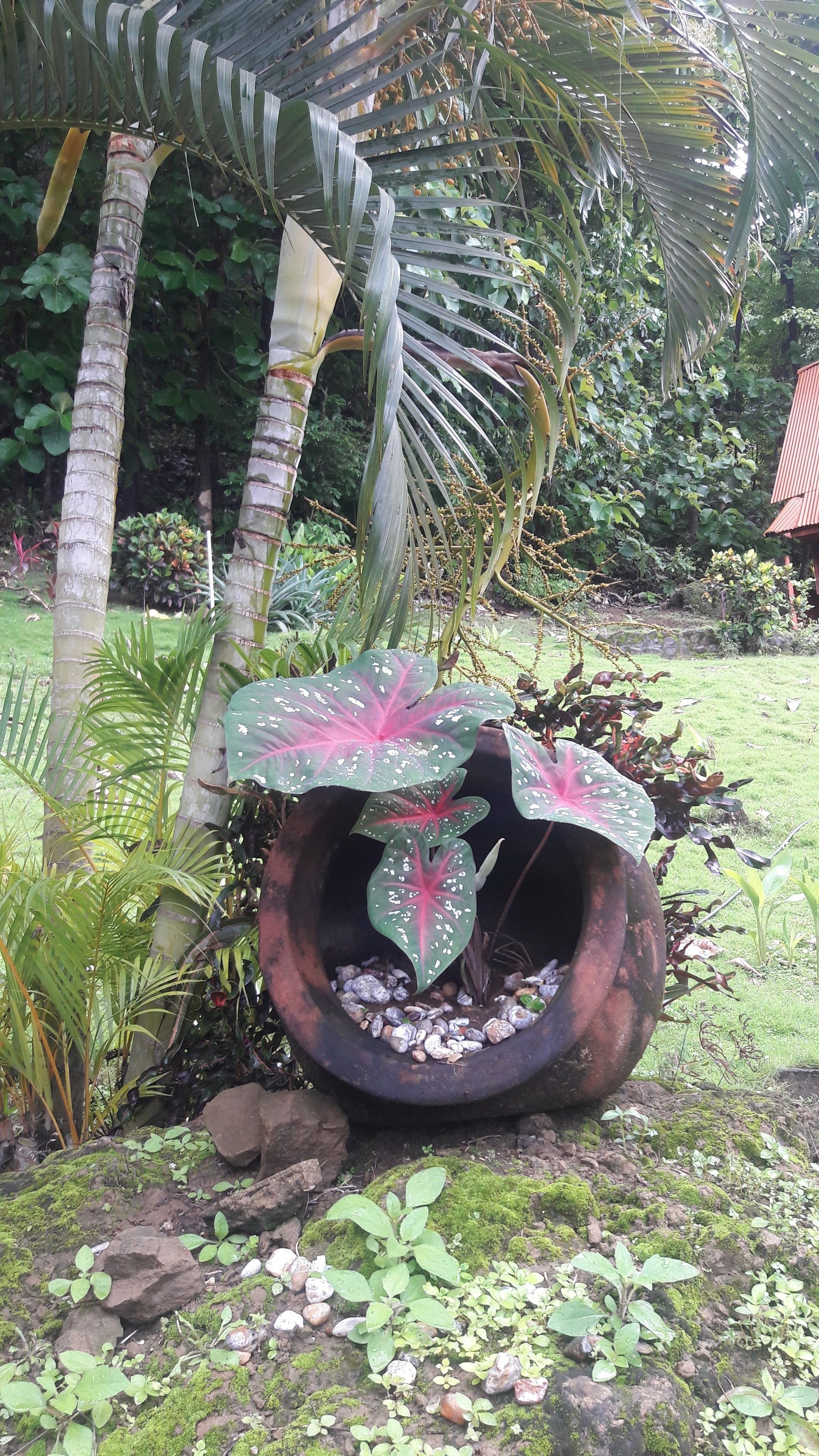 A garden with a large planter containing a plant with broad leaves and a smaller plant with red and green leaves.