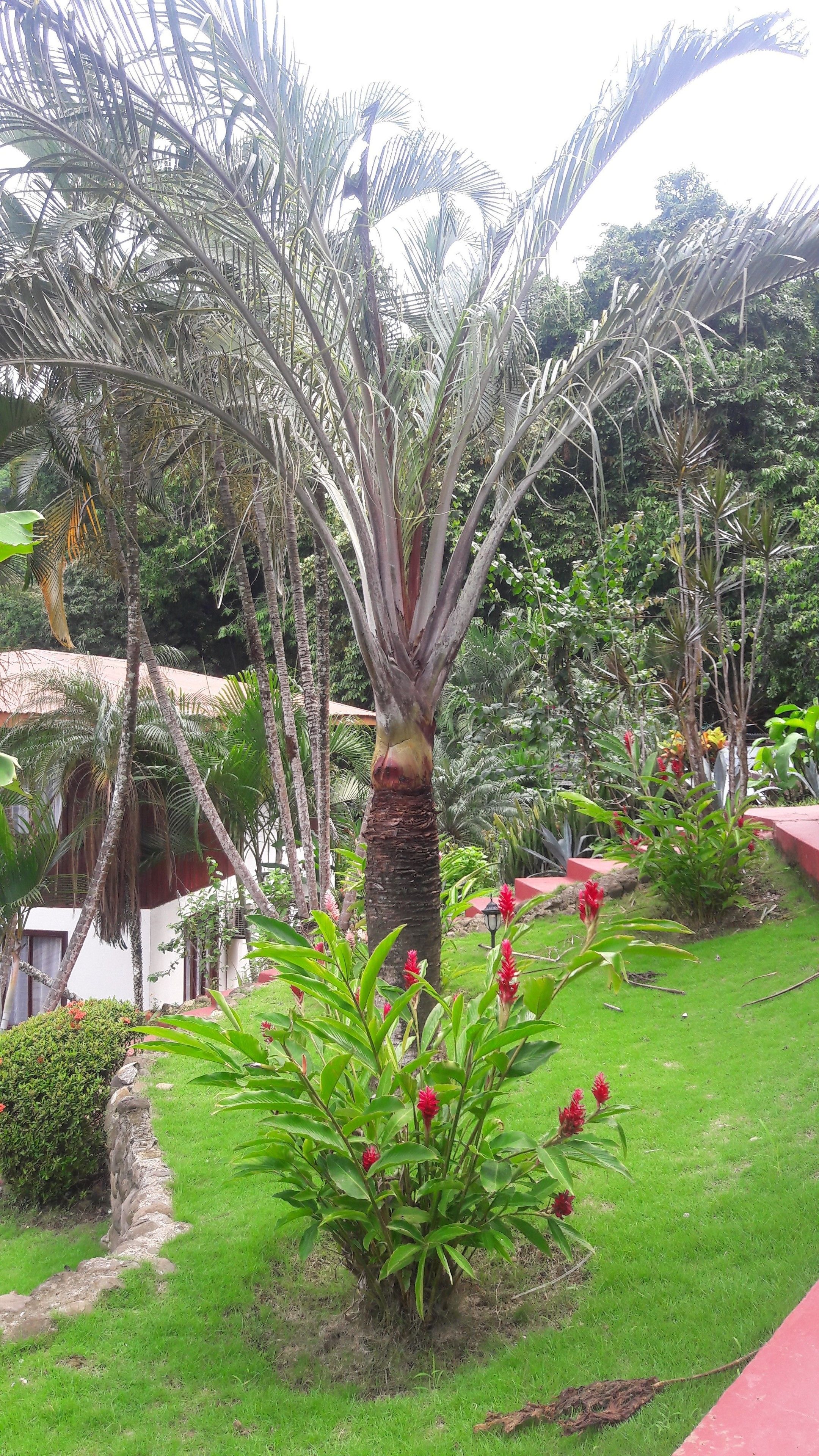 A garden with a variety of tropical plants, including a prominent palm tree and flowering plants.