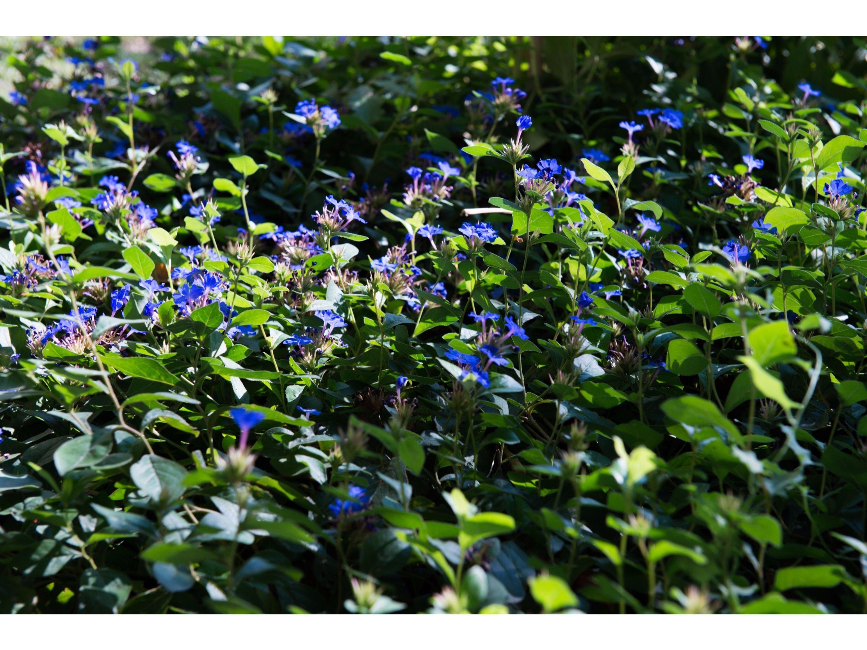 Un jardín con follaje tupido y flores azules.
