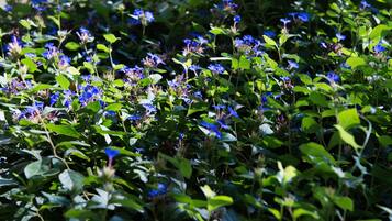Un jardín con follaje tupido y flores azules.