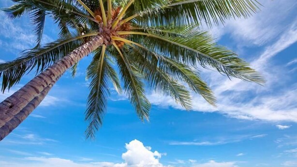 A palm tree with a clear view of the ocean and distant islands. - The Lodge (Koh Samui)