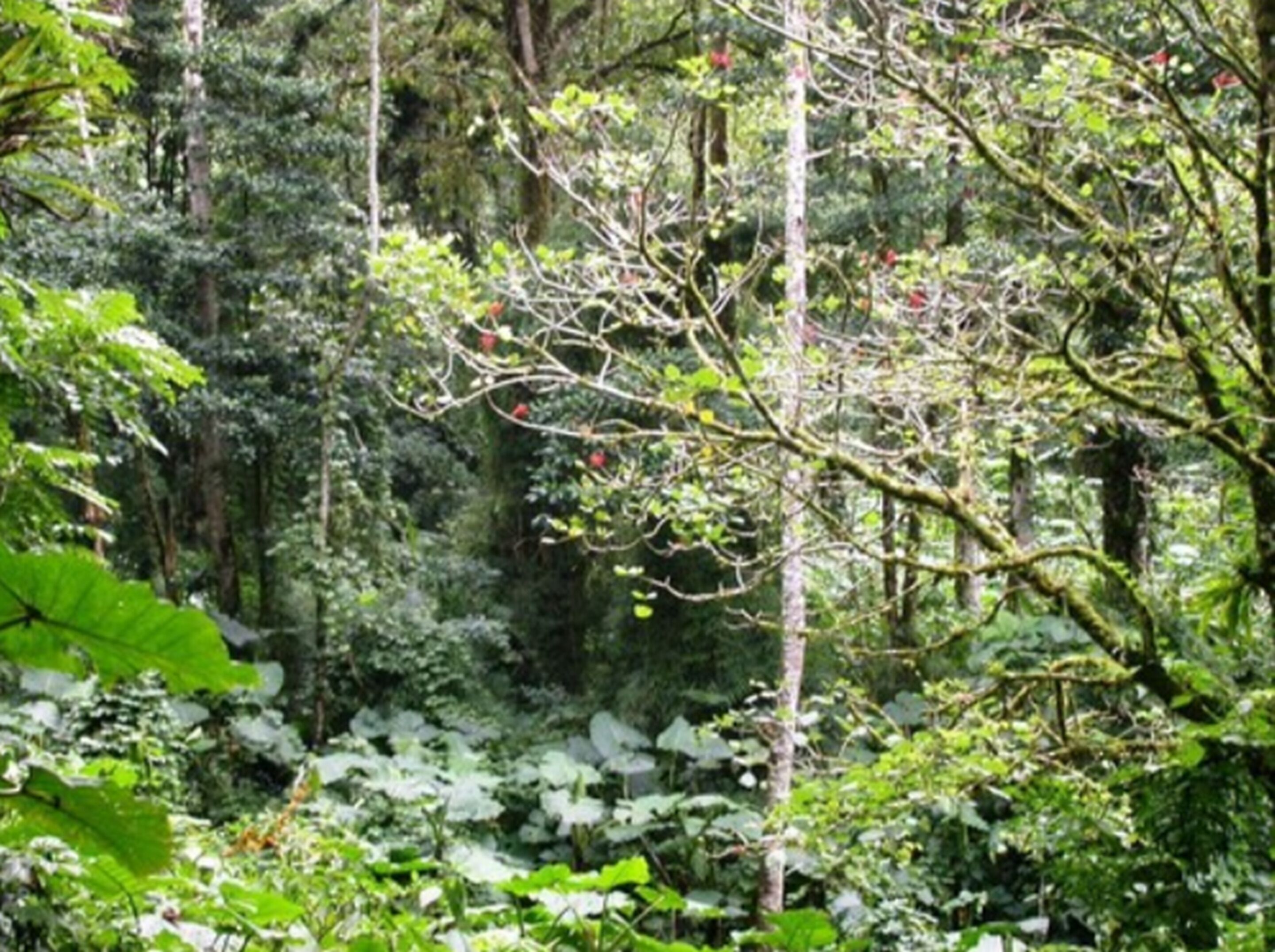 A dense forest with tall trees and thick undergrowth.