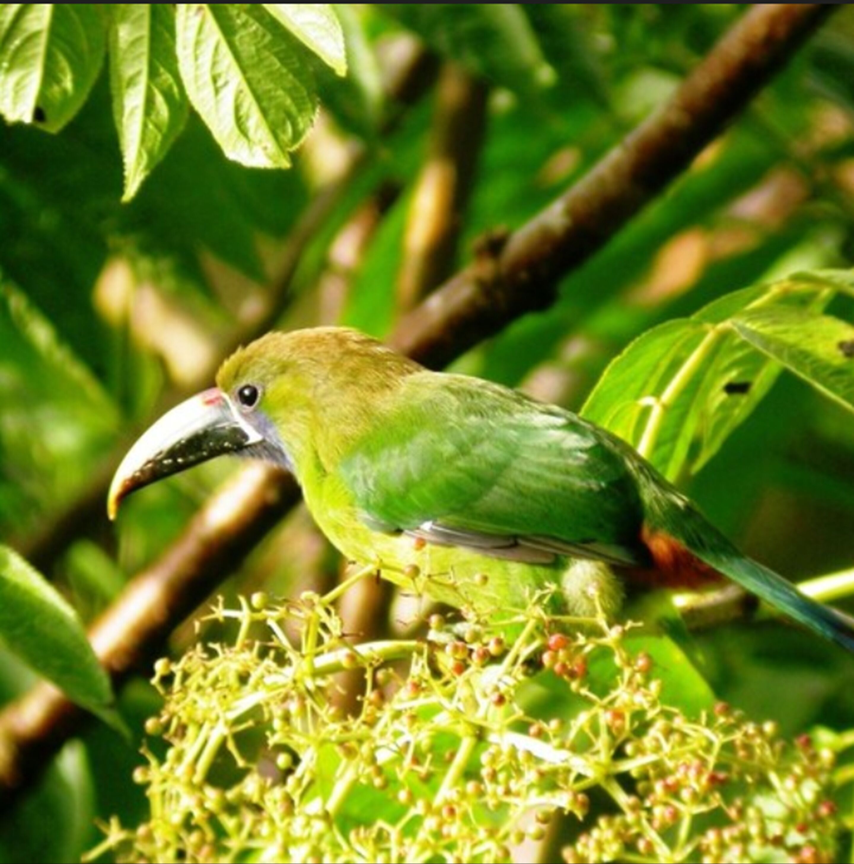A bird perched on a branch with green leaves and small green fruits.
