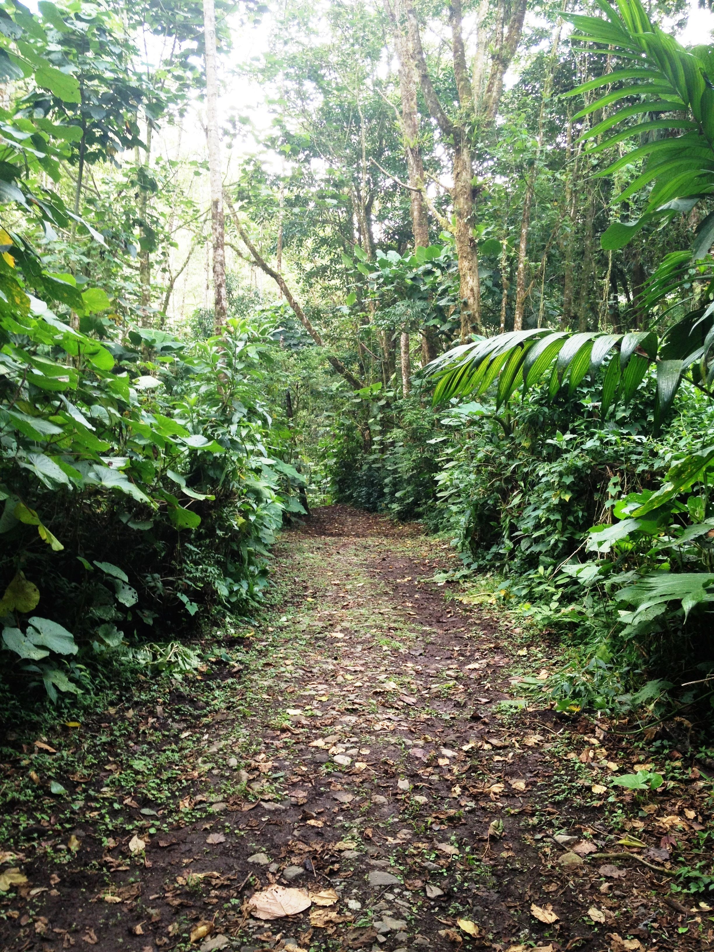 Un sendero forestal rodeado de densa vegetación y árboles.
