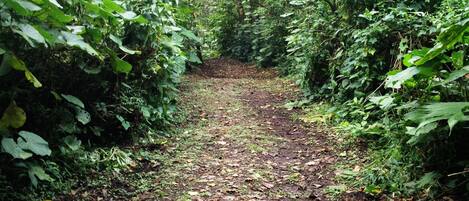 Un sendero forestal rodeado de densa vegetación y árboles.