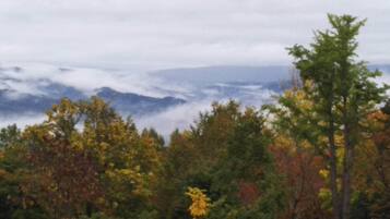 A forested area with a mountain range in the background.
