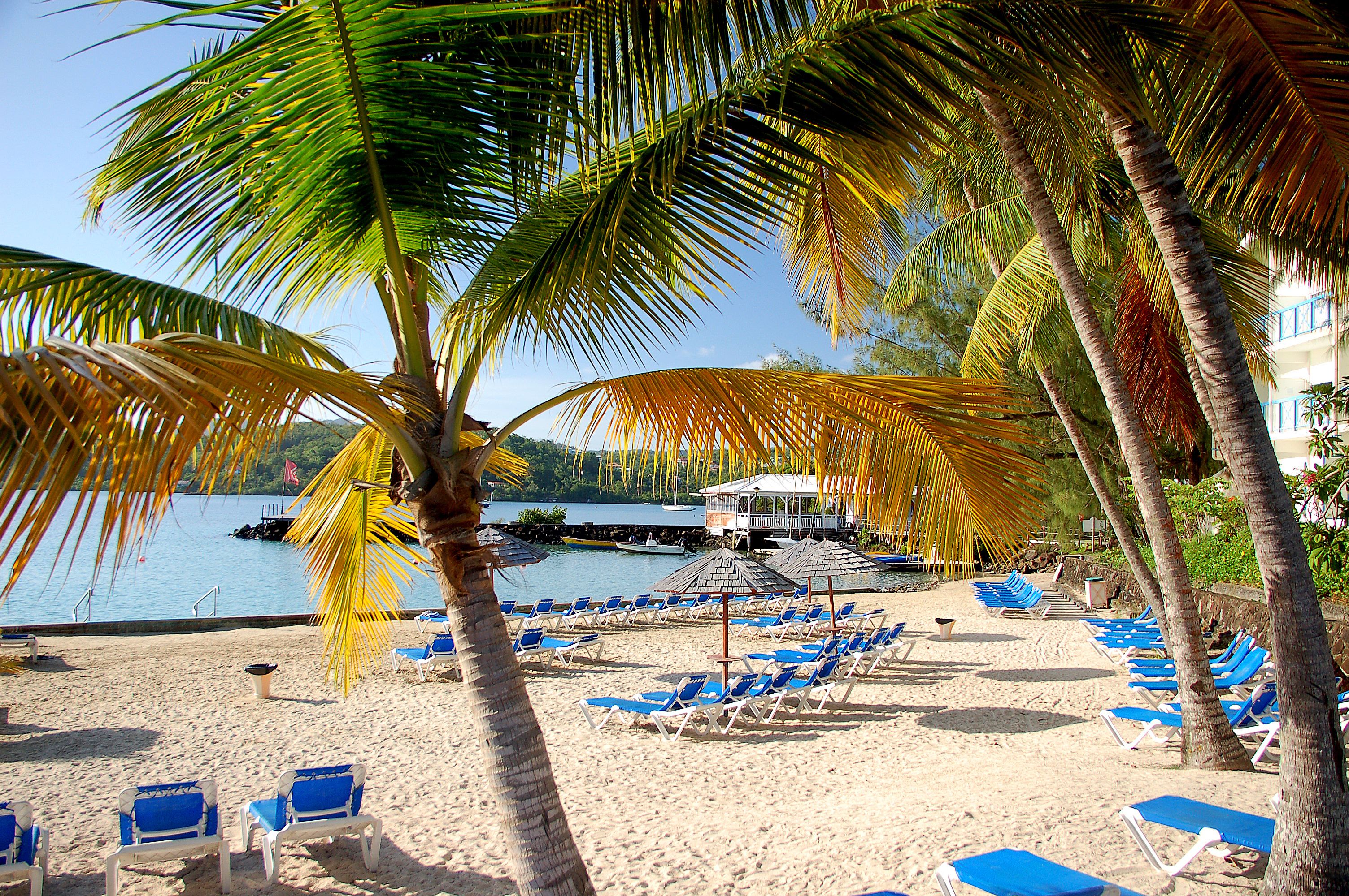 A beach with rows of blue lounge chairs and palm trees.
