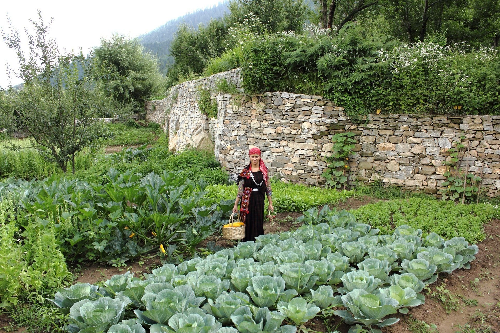 A person walking through a garden with cabbage plants and a stone wall in the background.