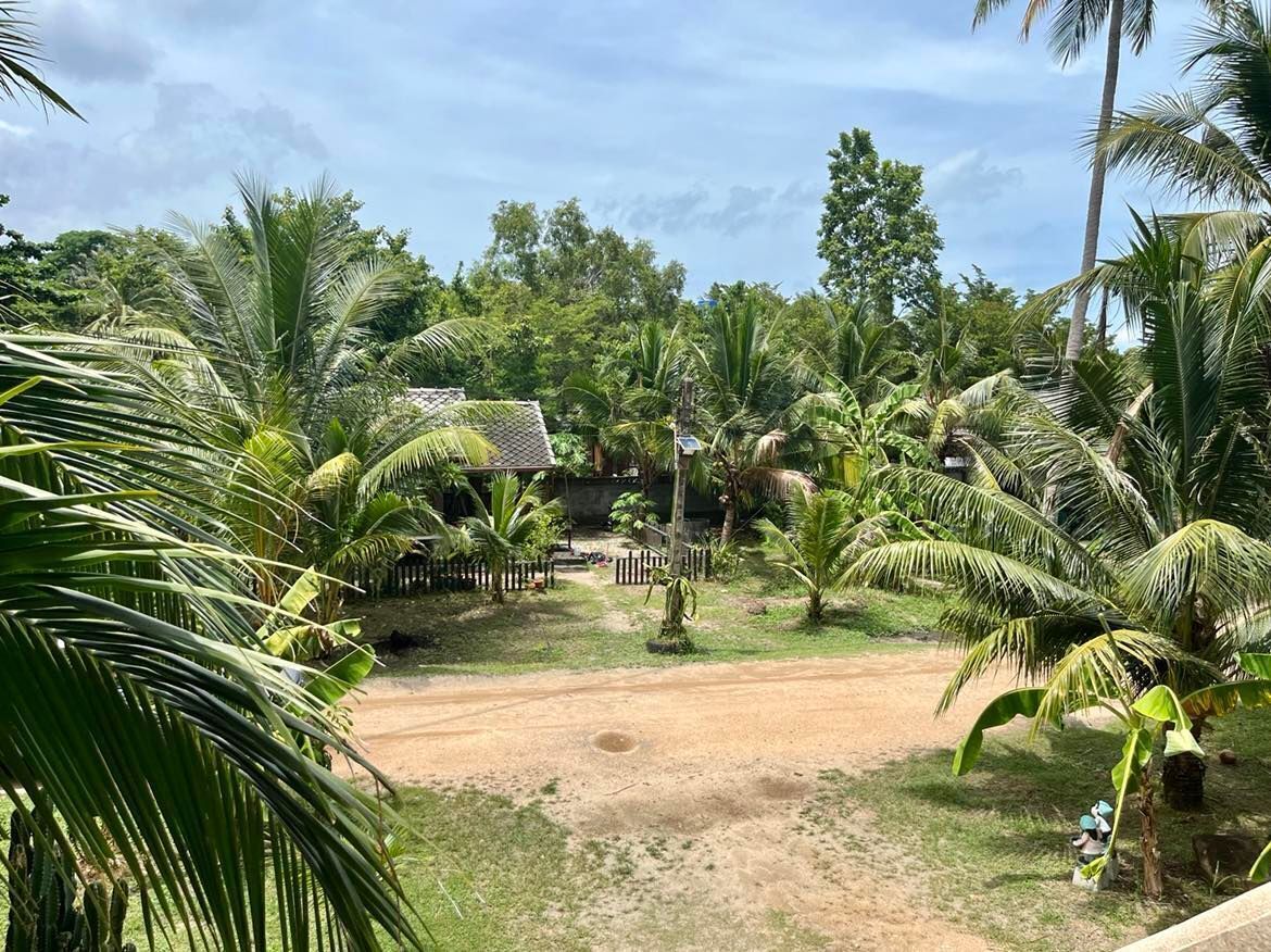 A tropical garden with palm trees, a dirt path, and a small building with a thatched roof.