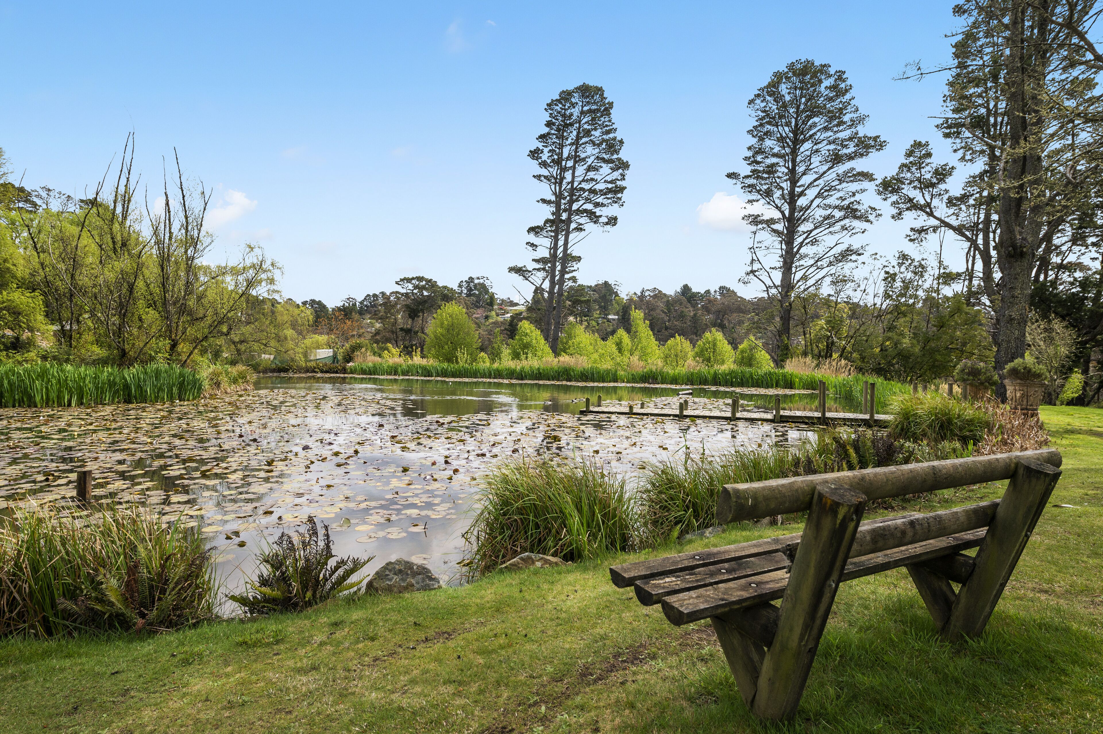 A wooden bench by a pond with lily pads, surrounded by grass and trees.