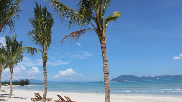 Una playa con palmeras y sillas de madera para tomar el sol.