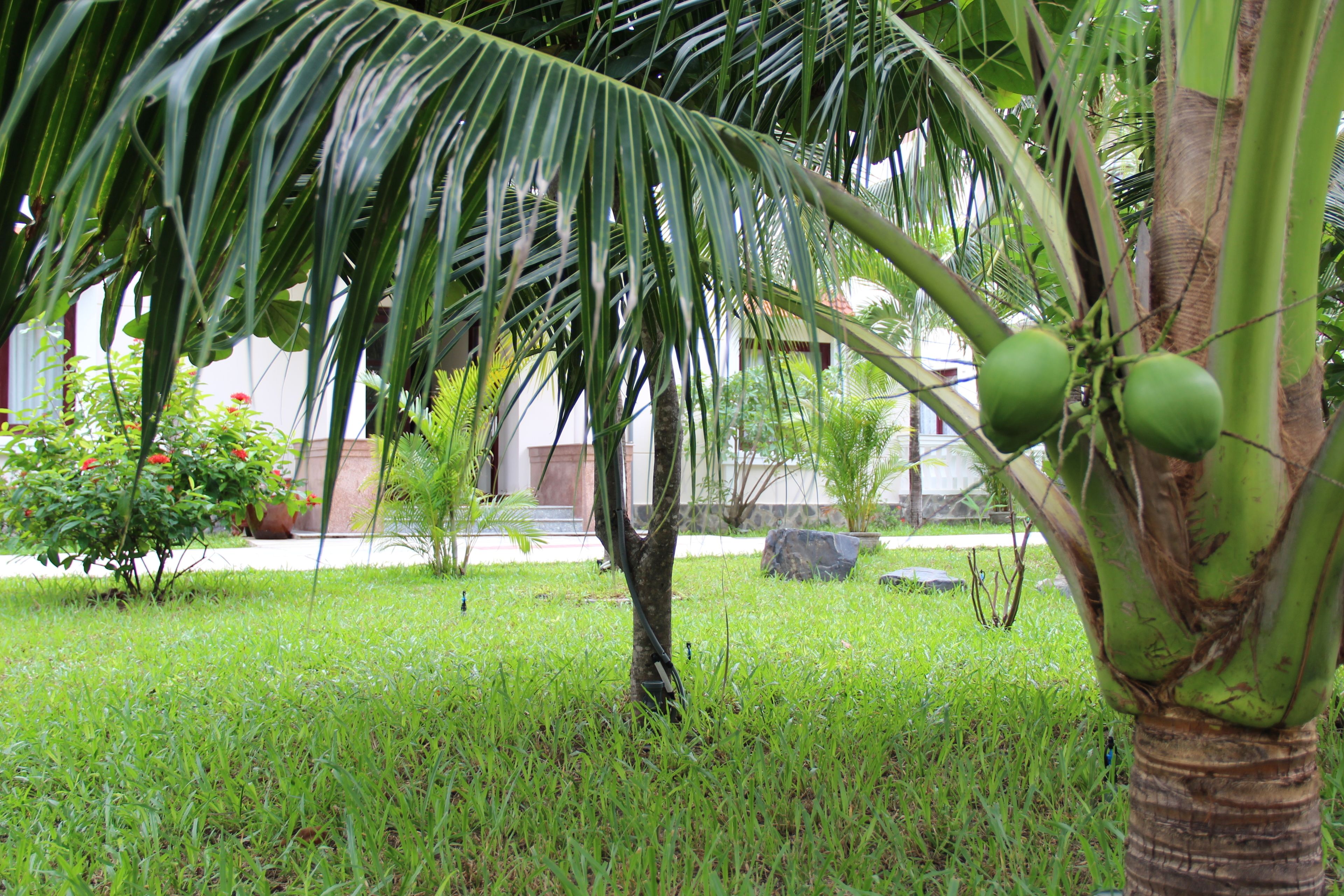 A lush garden with a palm tree bearing green coconuts, surrounded by well-maintained grass and various plants.
