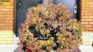 En stor krukväxt med röda och gula blommor står framför en byggnad med två dörrar, där den ena är märkt med nummer 3 och den andra med nummer 2.