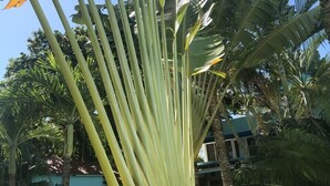 Een grote bananenplant met meerdere stammen en brede bladeren, omringd door kleinere palmbomen en een gebouw met een blauw dak.