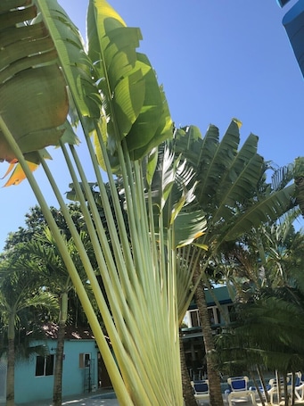 Terrace/patio. New Garden Hotel