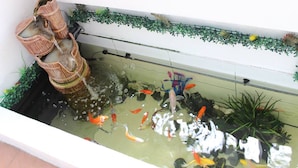 A small indoor koi pond with decorative baskets and plants. - Nautilus Bay Home Inn (George Town)