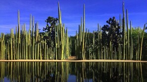 A reflective water body with tall cacti and trees in the background. - Hotel Don Nino (Oaxaca)