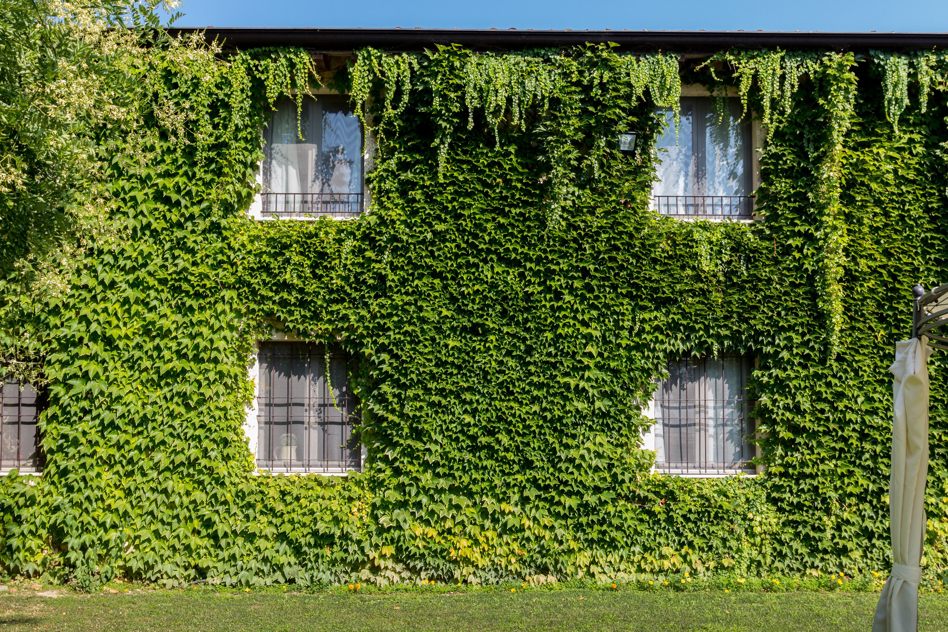A building covered with dense green ivy.