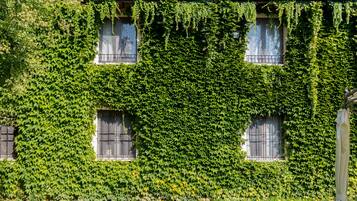 A building covered with dense green ivy.