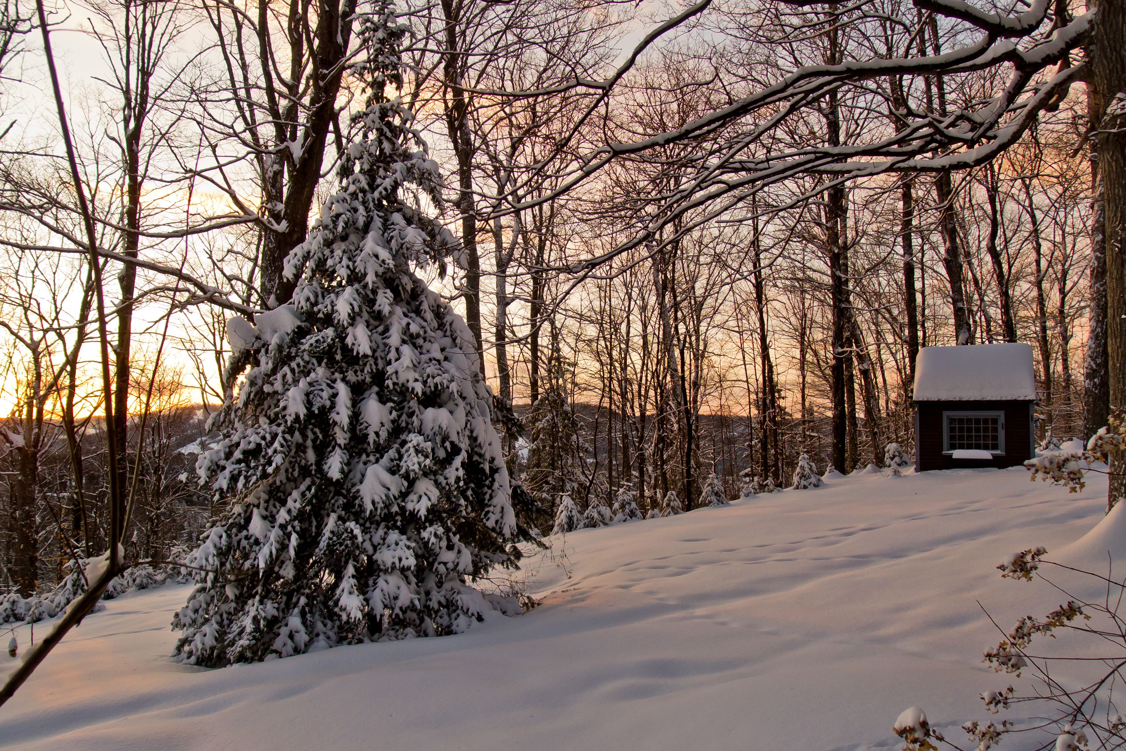 Un paysage enneigé avec une cabane et de nombreux arbres.